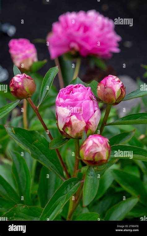 Paeoniaceae officianalis hi-res stock photography and images - Alamy