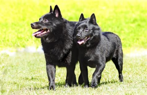 Schipperke Dog (Temperament, Basic Grooming, History & More)