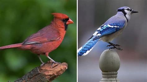 Northern Cardinal VS Blue Jay: Complete Difference Explained