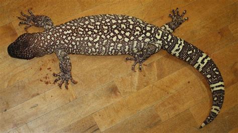 Mexican Beaded Lizard, Heloderma horridum. | Amphibians, Lizard, Reptiles