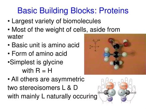 PPT - Basic Building Blocks: Proteins PowerPoint Presentation, free download - ID:6876894