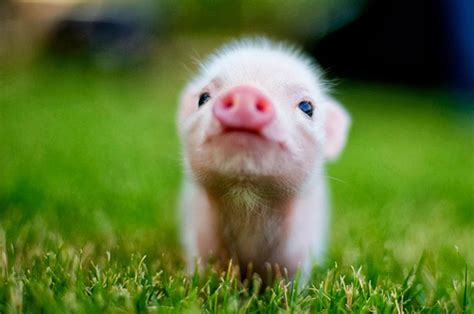 Cute baby piggy | Cute animals, Baby pigs, Cute pigs