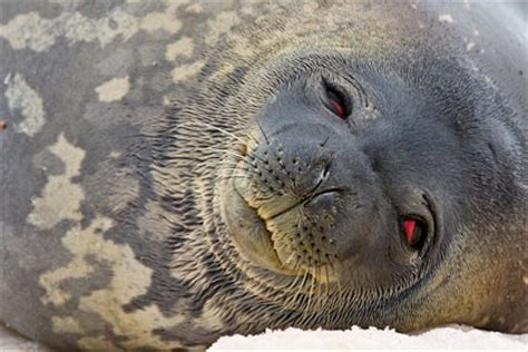 Weddell Seal Pictures and Photos - Photography - Bird | Wildlife ...