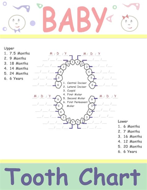 Baby Tooth Chart Letters | Business Mentor