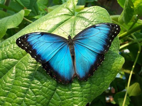 Apreciar la belleza de las mariposas azules en Chapultepec