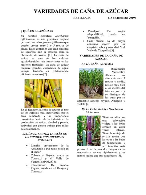 Variedades de Caña de Azúcar | PDF | Azúcar | Dieta y nutrición