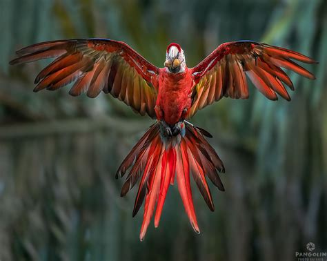 Macaw In Flight - Wings Spread | Pangolin Photo Safaris