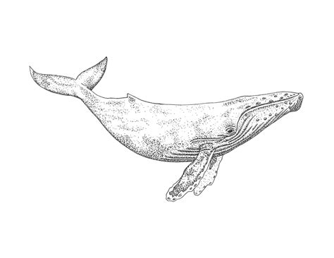 Humpback Whale Tattoo (1) | Images :: Behance