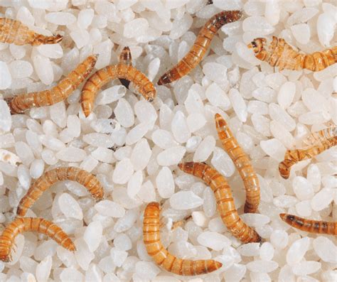 How to Get Rid of Mattress Worms: What Causes Bed Worms