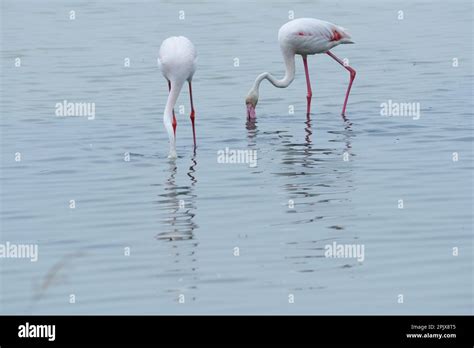 The real stars of the Cervia Salt Pans are the over 5,000 elegant pink flamingos. The Cervia ...