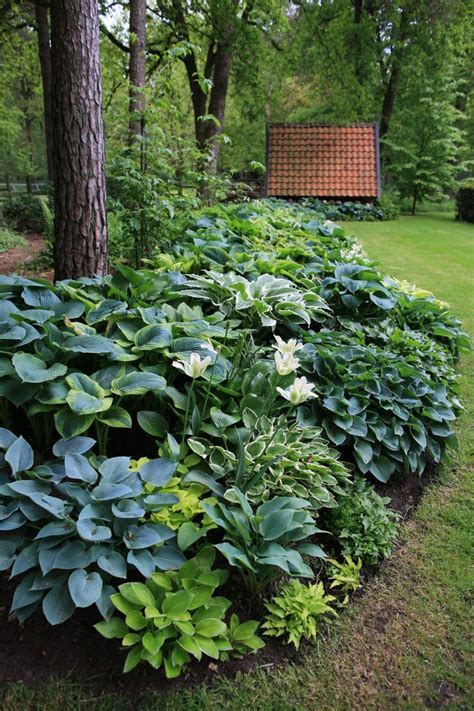 Hosta Garden Design Ideas Garden Hosta Hostas Tree Gardens Landscape Shade Trees Around Under ...