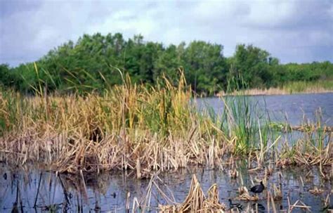 Freshwater Marshes | Wildlife Journal Junior