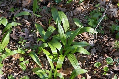 Wild Leek - A Beloved Spring Wild Edible - Eat The Planet