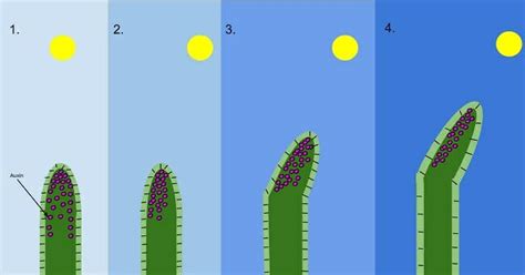 1_phototropism-diagram | fissi