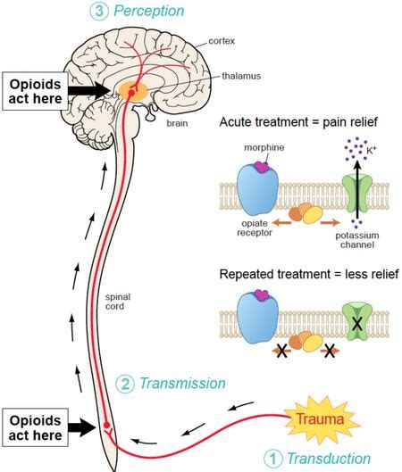 Opioids rewire the brain, OHSU scientist says - oregonlive.com