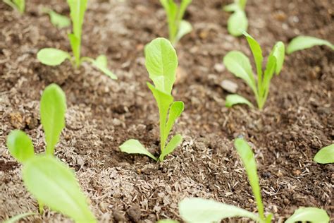 Lettuce Sprouts » Bringing Up Babies the Right Way