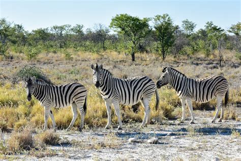 14 Most Interesting Animals in Namibia