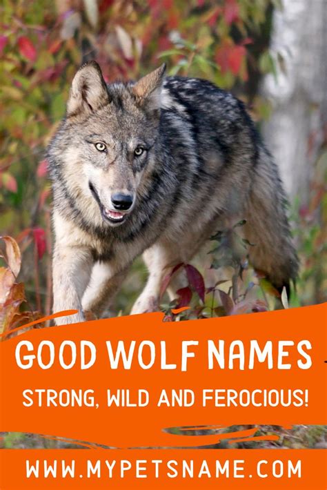 Good Wolf Names | Wolf name, Cool pet names, Wolf dog