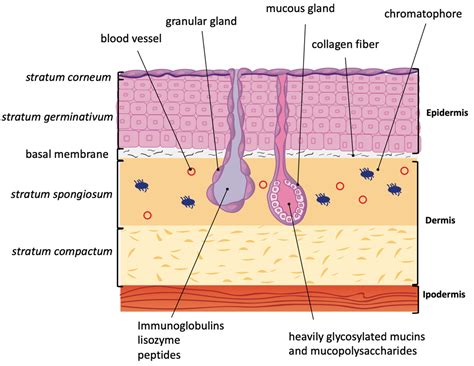 Molecules | Free Full-Text | Peptides for Skin Protection and Healing in Amphibians