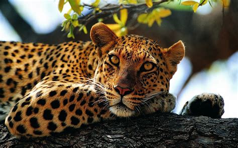 jaguars, Animals, Nature Wallpapers HD / Desktop and Mobile Backgrounds