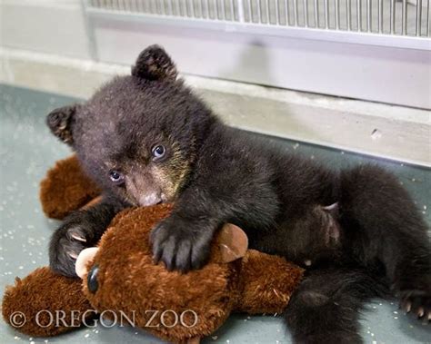 Oregon Zoo Keeper Cares for Bear Cub - ZooBorns