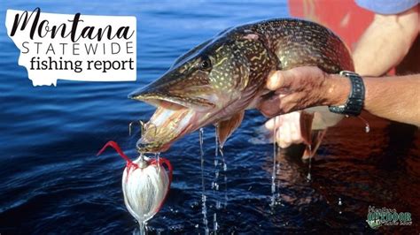 Statewide Montana Fishing Report Compilation – 8.31.22 - Montana ...