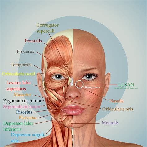 Everything You Need to Know about Botox for Bunny Lines — Art of Injection