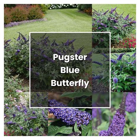 How to Grow Pugster Blue Butterfly Bush - Plant Care & Tips ...