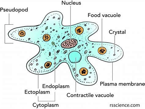 How big is an amoeba? - Dr. Biology Questions and Answers