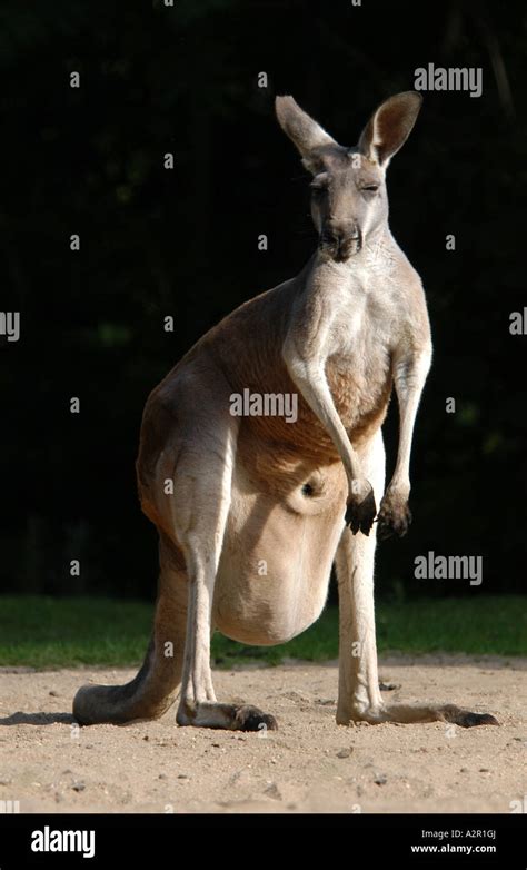 Red kangaroo (Macropus rufus) with a baby inside the pouch at Prague Zoo, Czech Republic Stock ...