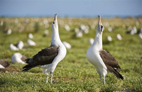 10 Outrageous Ways Birds Dance to Impress Their Mates | Audubon