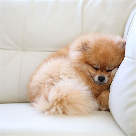 6 Reasons Why Pomeranians Are Totally Unforgettable – American Kennel Club