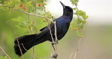 Boat-tailed Grackle Identification, All About Birds, Cornell Lab of Ornithology