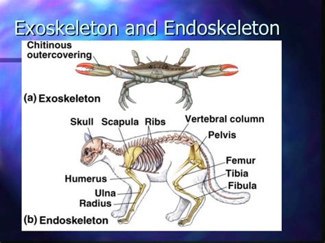 Comparing an exoskeleton to an endoskeleton | 308 plays | Quizizz