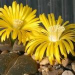Plants & Flowers » Mimicry Plants
