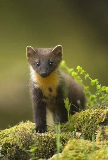 Diet Of A Pine Marten Tracks - dualposts