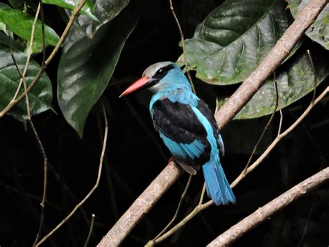 Birds of Ghana: A West African Experience - Flathead Audubon Society