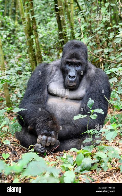 Silverback eastern lowland gorilla (Gorilla beringei graueri) in the ...