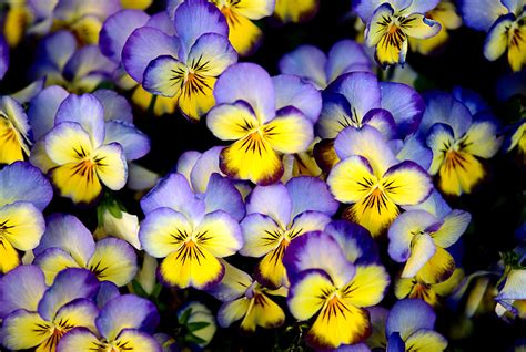 Swedish flowers by Rolf Cronberg - Photo 6786820 / 500px