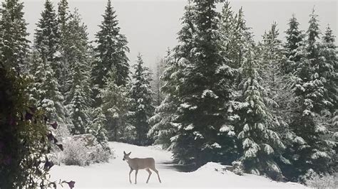 Photos: First snowfall of season around the Inland Northwest | krem.com