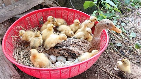 Amazing Pekin 23Duckling Hatching From 43Eggs / Cute Cute Baby Duck ...