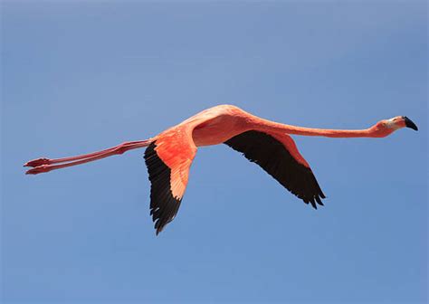 Flying Flamingos Stock Photos, Pictures & Royalty-Free Images - iStock