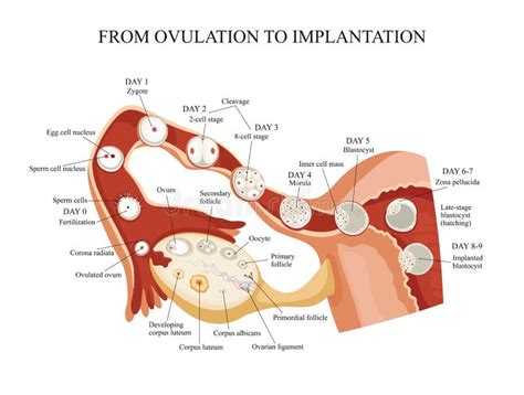 From Ovulation To Implantation. Stock Vector - Illustration of chart ...