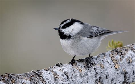 Win a free spot in the Cornell Lab’s bird behavior course - eBird