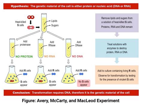 DNA Experiments (Griffith & Avery, McCarty, MacLeod & Hershey, Chase)