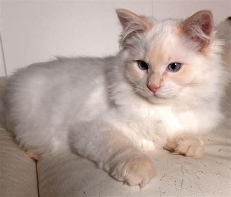 Gallery For > Cream Ragdoll Kitten