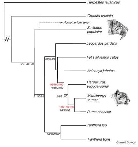 Consensus tree for members of the Carnivora analysed in this paper ...