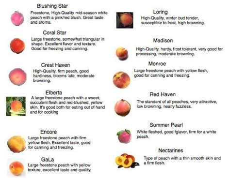 varieties of peaches | Peach varieties | Peach, Bountiful harvest, Vegetable garden diy