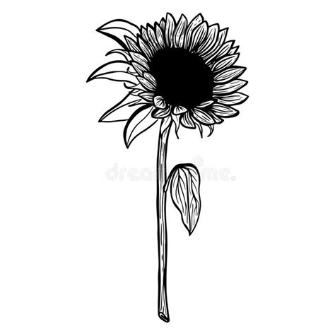 Sunflower Flower. Black and White Illustration of a Sunflower, Linear Art. Hand-drawn Decorative ...