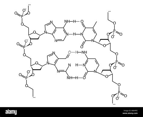 Illustration of a section of DNA with two base pairs (GC and AT) as a ...